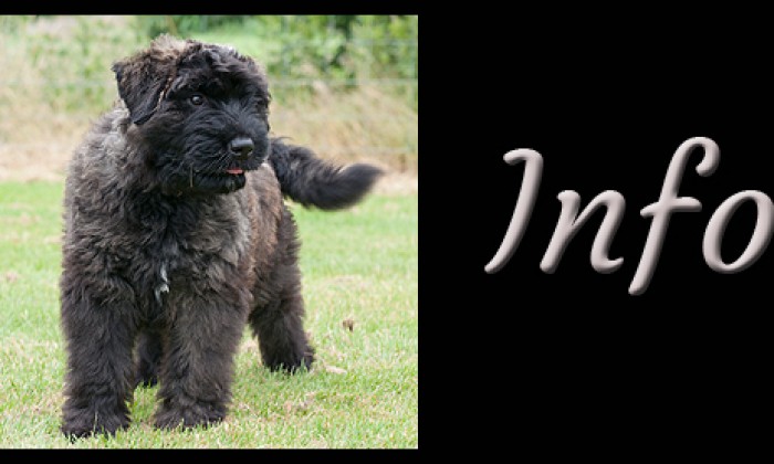 Pup Info