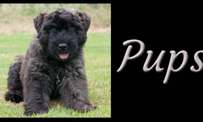 Pups