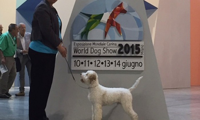 World Dogshow Milaan